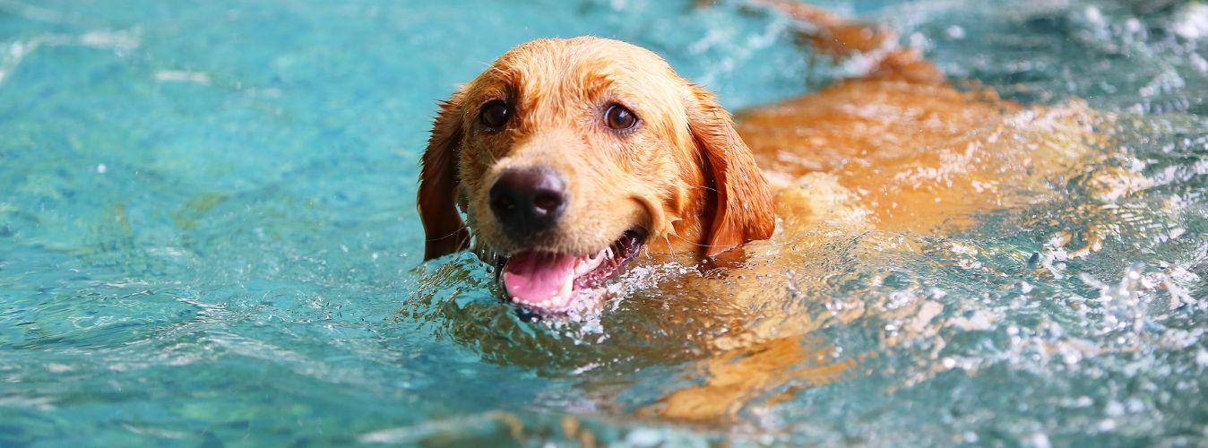 10 Fun Ways to Exercise Your Dog