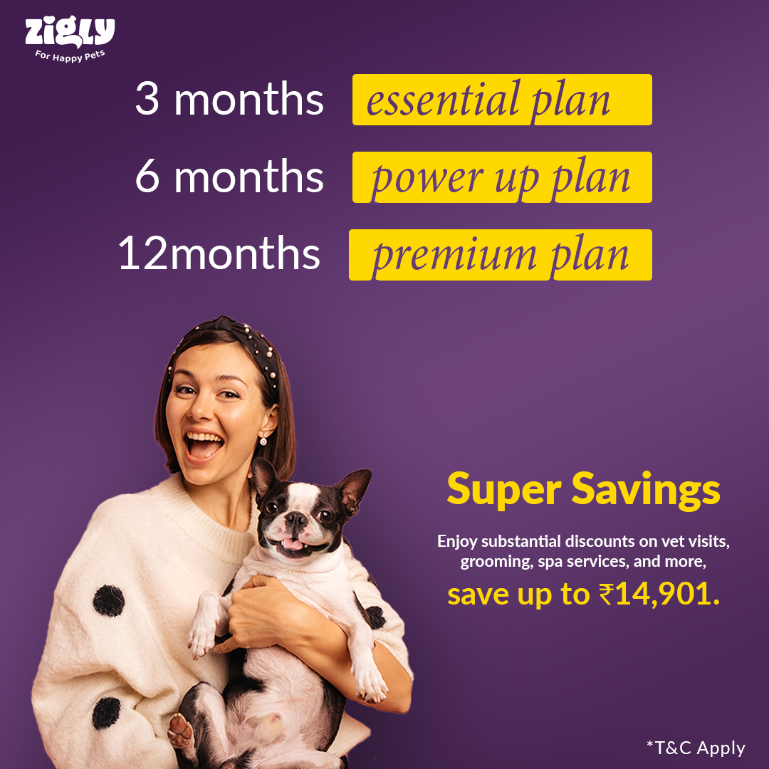 Zigly+ Premium Plan : GOLD