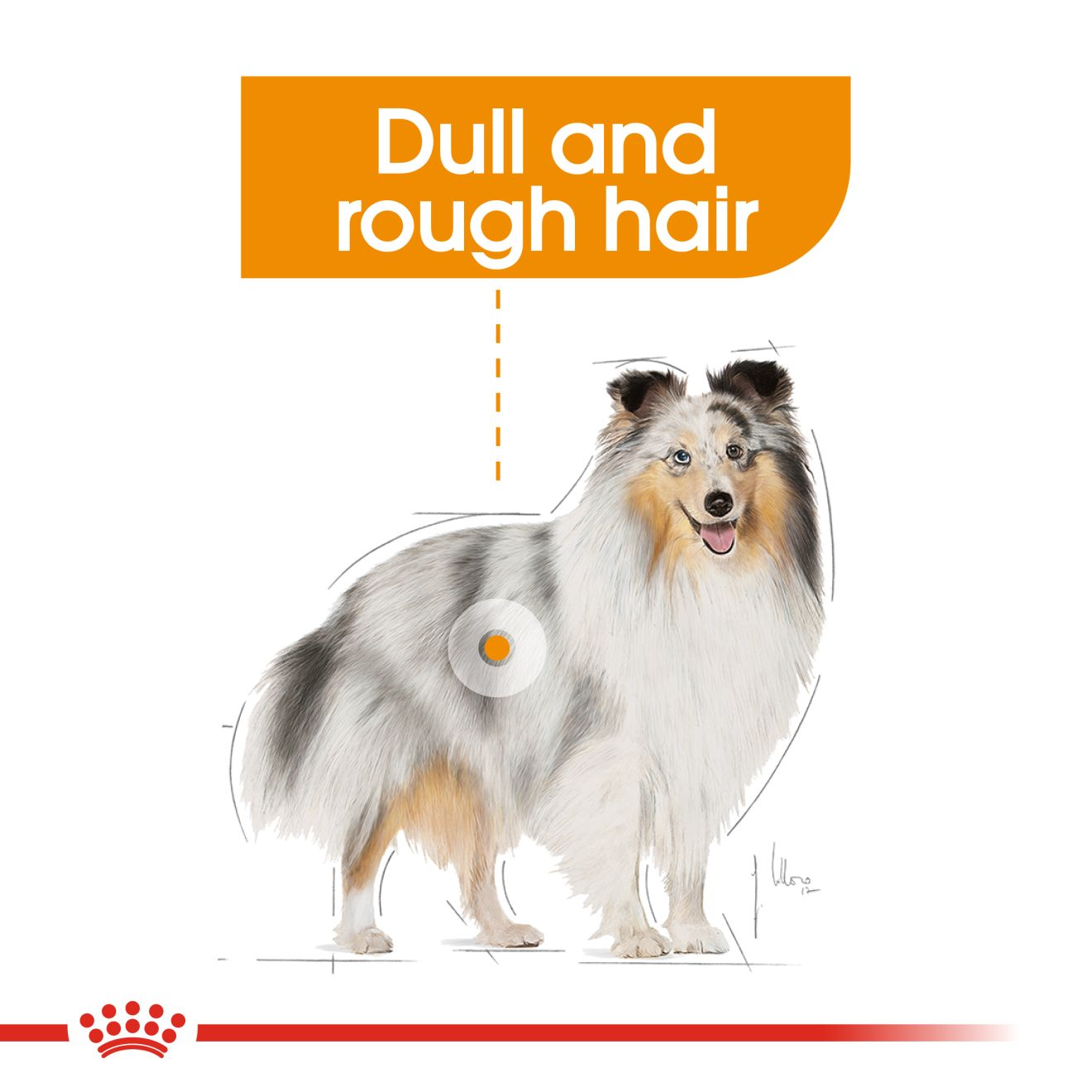 Royal Canin Coat Care Mini Adult Dry Dog Food