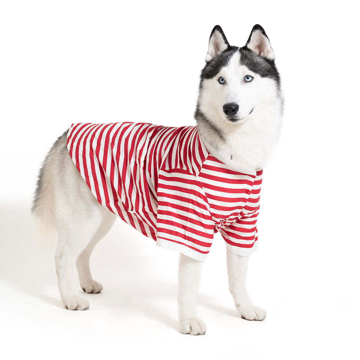 ZL Classic Canine Candy Wrap Shirt For Dog Days