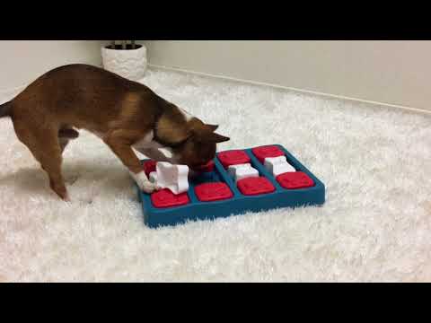 Pet Supplies : Outward Hound Nina Ottosson Dog Brick Interactive Treat Puzzle  Dog Toy, Intermediate 
